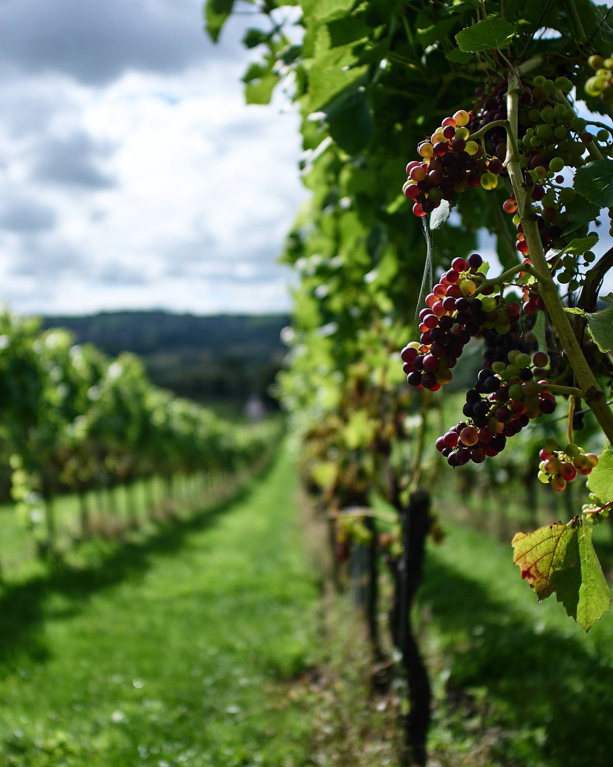 Wine and Tours