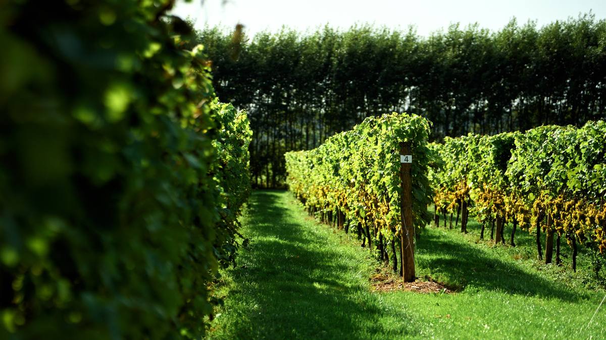 The Vineyard